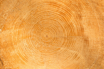 Close up of a tree trunk section with its annual rings.