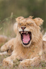 Young lion yawning in Masai Mara , Kenya