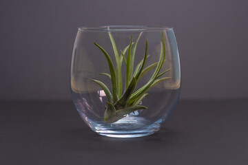 ガラスのコップに入った綺麗なエアプランツ