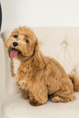 Happy toy poodle sit on white armchair and show tongue in camera