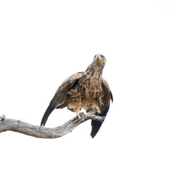 Tawny Eagle stretching its wings
