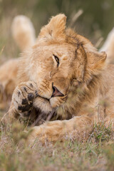 Young lion grooming in Masai Mara , Kenya