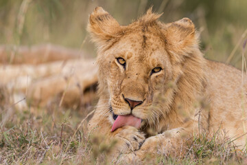 Young lion grooming in Masai Mara , Kenya