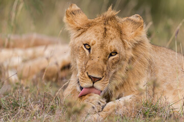 Young lion grooming in Masai Mara , Kenya