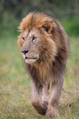 Lion walking in Masai Mara Conservancy, kenya