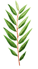 Isolated vibrant green willow branch with leaves