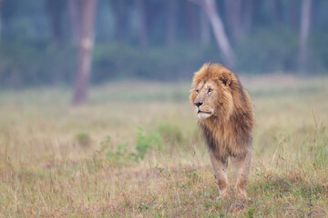 Lion walking in Masai Mara Conservancy, kenya