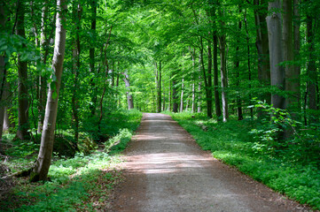 Fototapeta premium Waldweg im Frühling