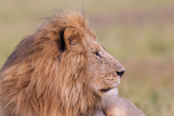 Obraz na płótnie Canvas Closeup portrait of a male lion