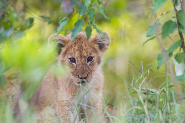 Lion cub hidden in a bush