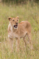 Fototapeta na wymiar lioness in the savannah