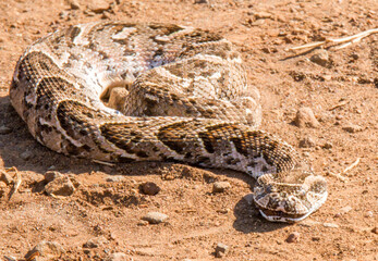 Puffadder in the middle of an unpaved road in Kruger Park