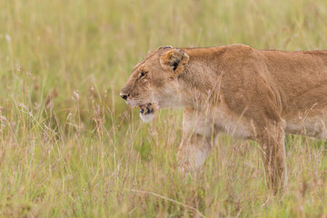   lioness walking in the savannah