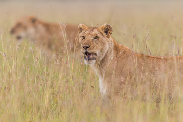 Fototapeta na wymiar Two lionesses together ine the savannah