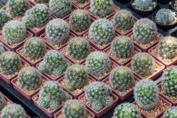 Selective focus close up Mammillaria cactus in pot.