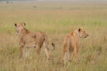 Two lionesses walking together ine the savannah