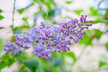 Fototapeta na wymiar blooming lilac branch with flowers