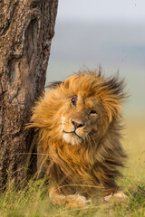 Fototapeta na wymiar Male lion standing next a big tree