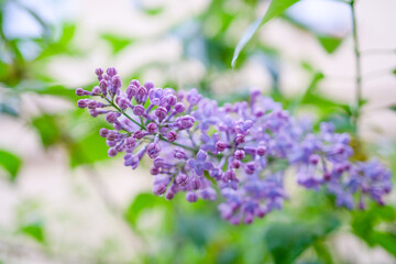 Obraz premium blooming lilac branch with flowers