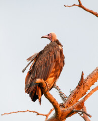 Hooded vulture in morning light