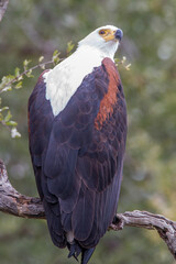 Fish Eagle perched in tree
