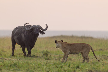 Lioness standing in front of an African buffalo in Masai Mara
