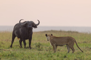 Lioness standing in front of an African buffalo in Masai Mara