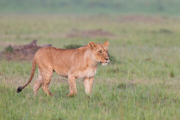 Fototapeta na wymiar lioness walking in Masai Mara