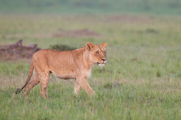 lioness walking in Masai Mara
