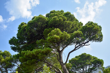 Pine tree