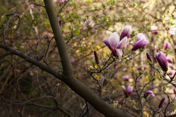 Magnolia flovers in the botanical garden