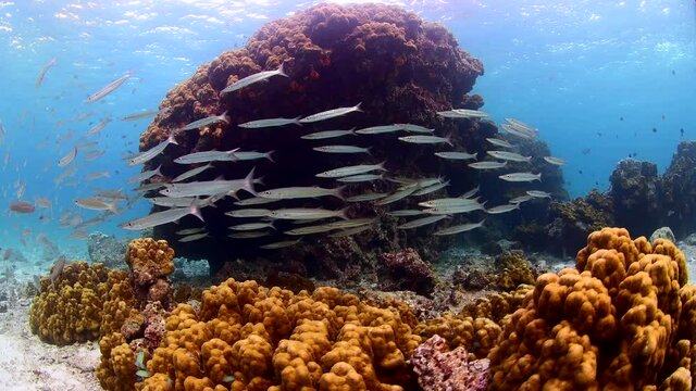 dive in tropical reef colourful hard corals and soft corals with cuttle fish swim 