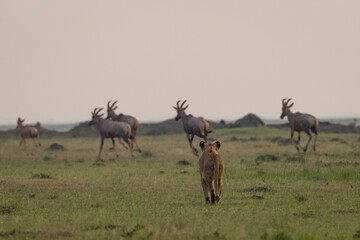 Naklejka na ściany i meble lioness walking in Masai Mara