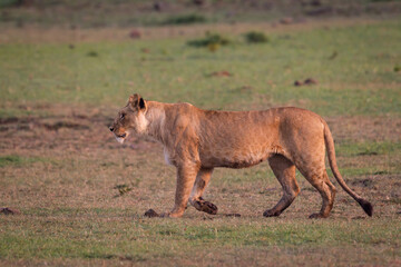 lioness walking in Masai Mara