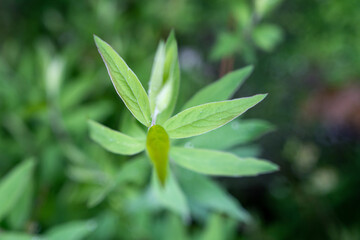green tree branch with leaves