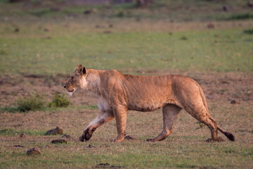 lioness walking in Masai Mara