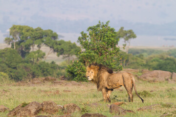 lion walking in Masai Mara