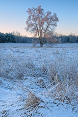 Winter landscape at dawn of an iced meadow after a freezing rain event, Al Sabo Land Preserve, Michigan, USA