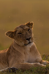 Lioness resting on the flour