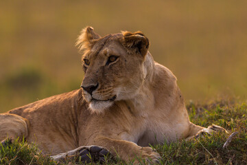 Lioness resting on the flour