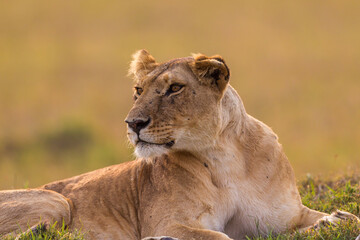 Lioness resting on the flour