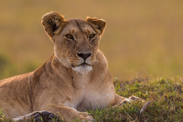 Lioness resting on the flour