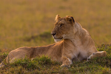 Naklejka premium Lioness resting on the flour