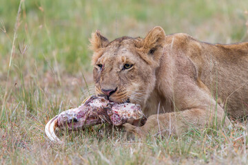 Young lion eating on  a skull in Masai Mara