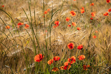 Fototapeta premium Coquelicots