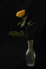 Yellow rose on black background
