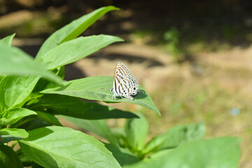 Soft focus. Butterfly on flowers , beautiful butterfly & flower in the garden small mix color insect animal green grass