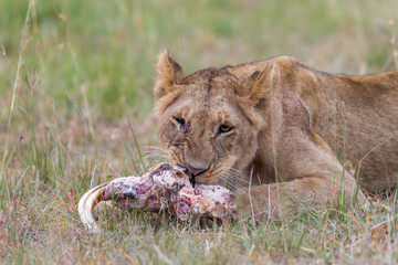 Fototapeta premium Young lion eating on a skull in Masai Mara
