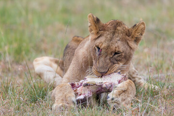 Fototapeta na wymiar Young lion eating on a skull in Masai Mara