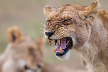 Naklejka na ściany i meble lioness grooming in Masai Mara